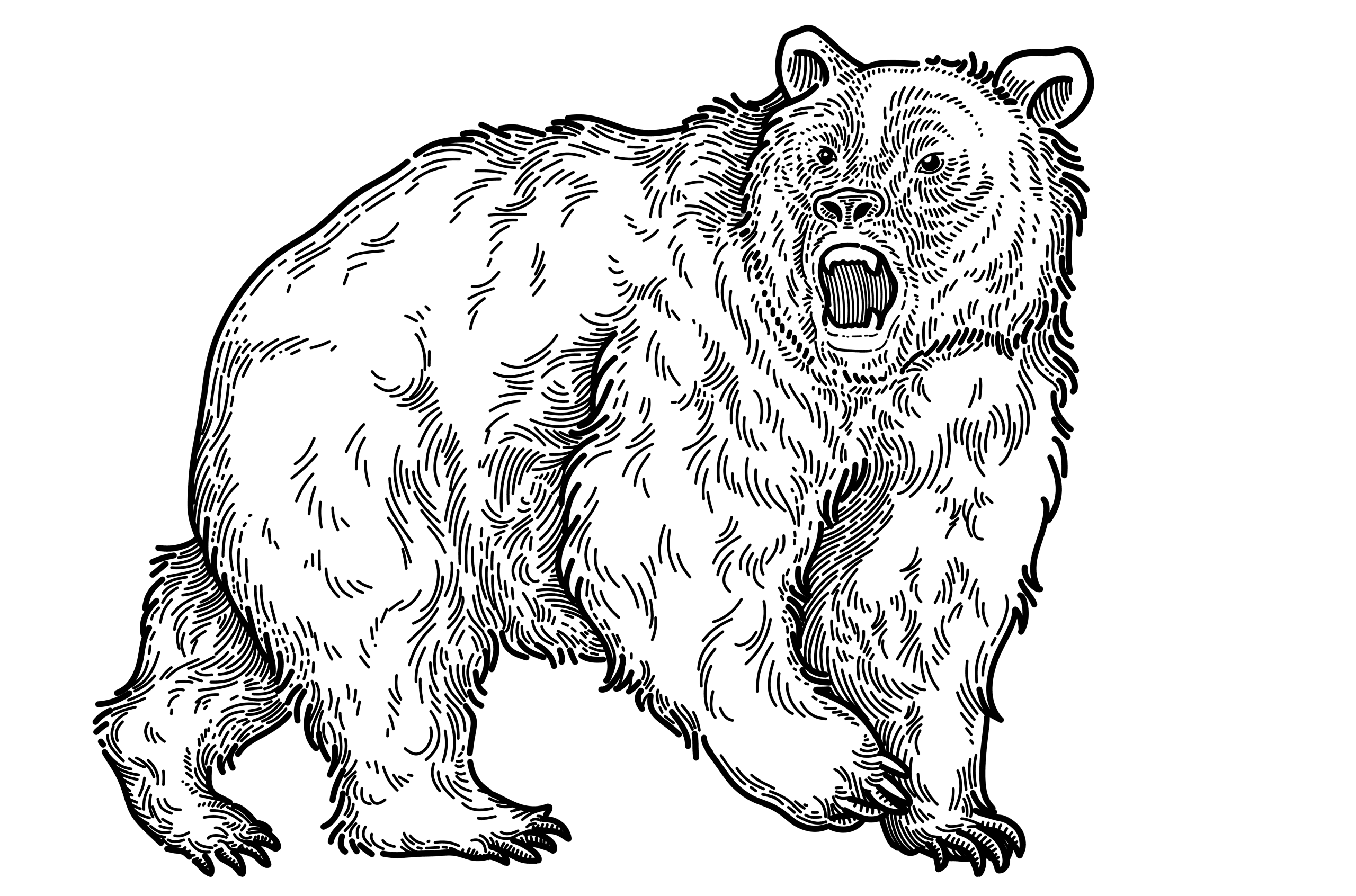 line illustration of an angry standing bear