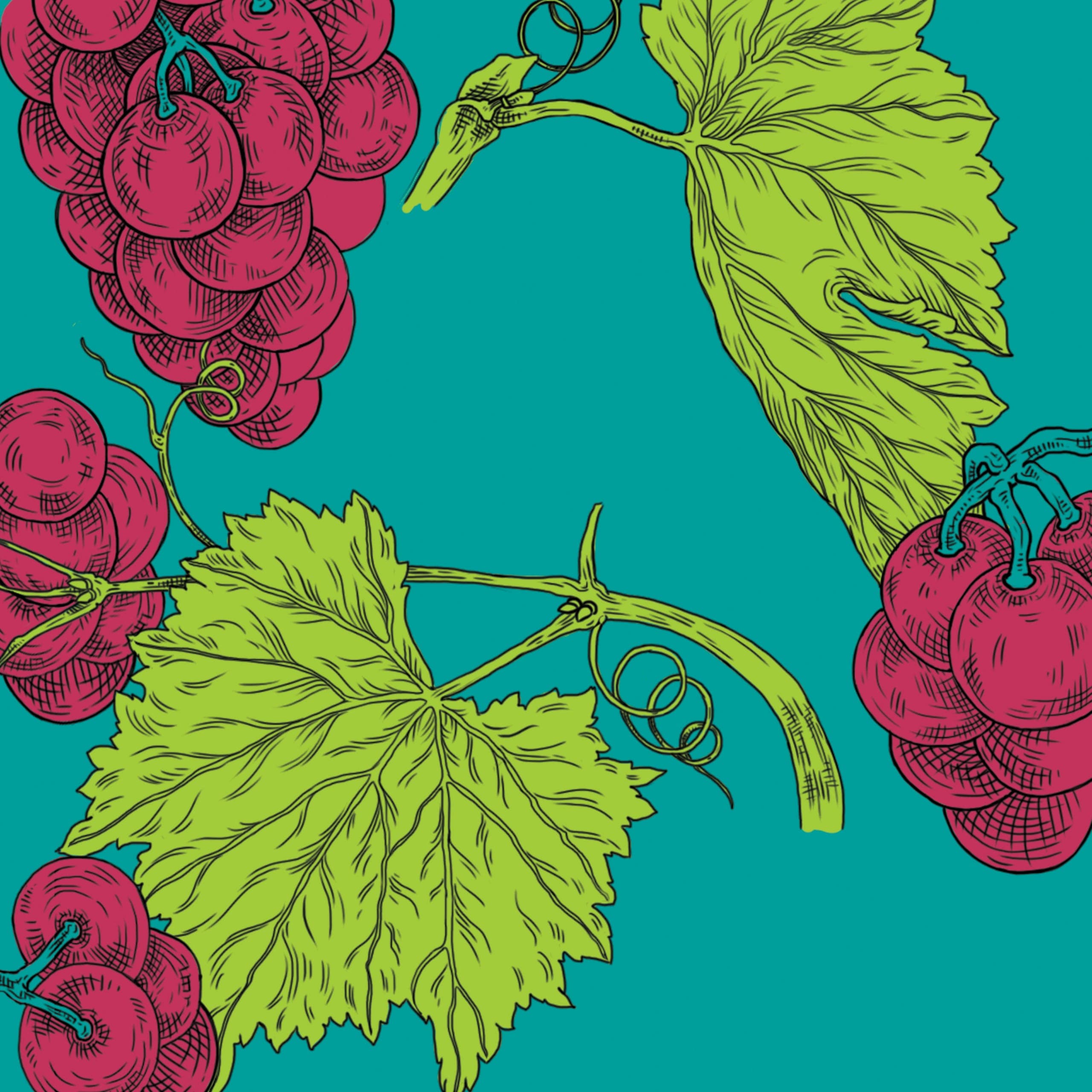 illustration of grape clusters and vine leaves on blue ground