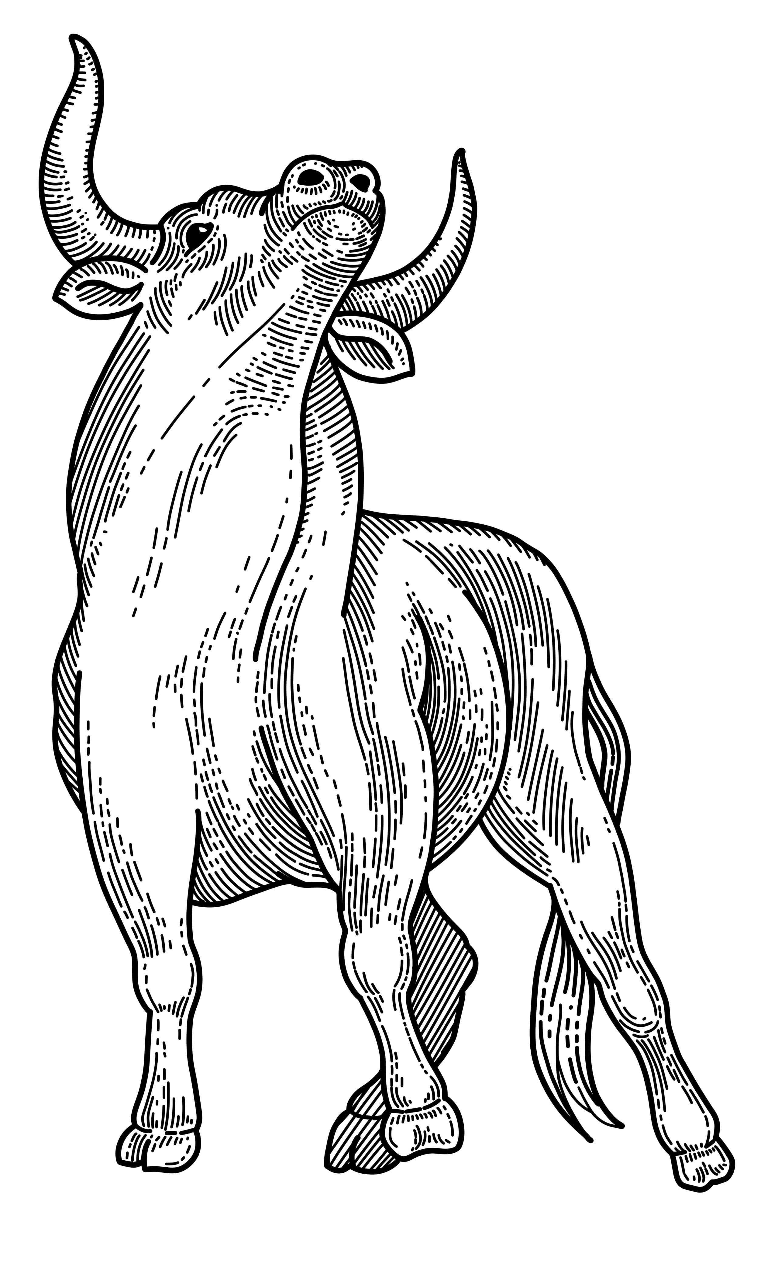 fine line illustration of a bull, frontal stance