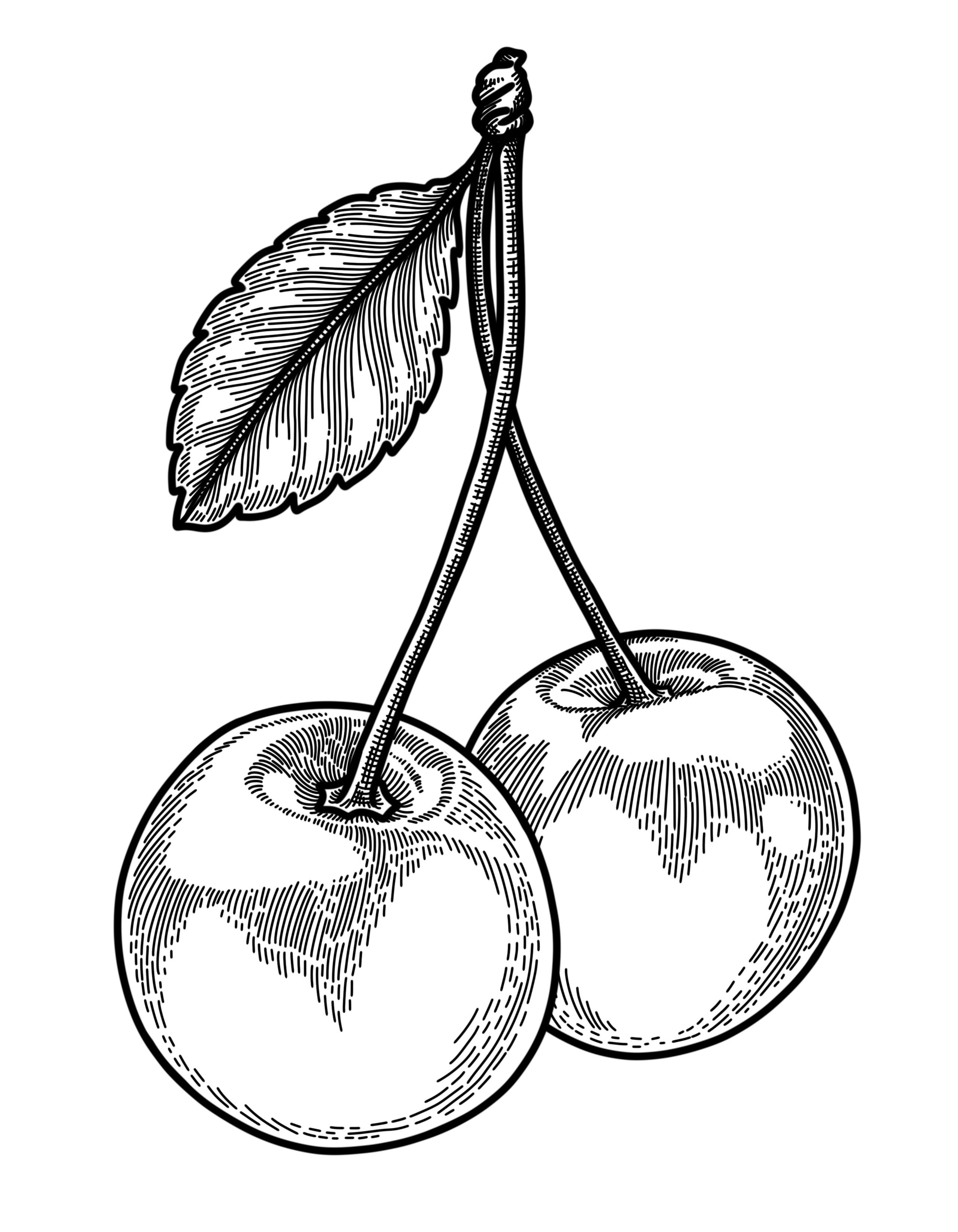 botanical illustration of two cherries with stem