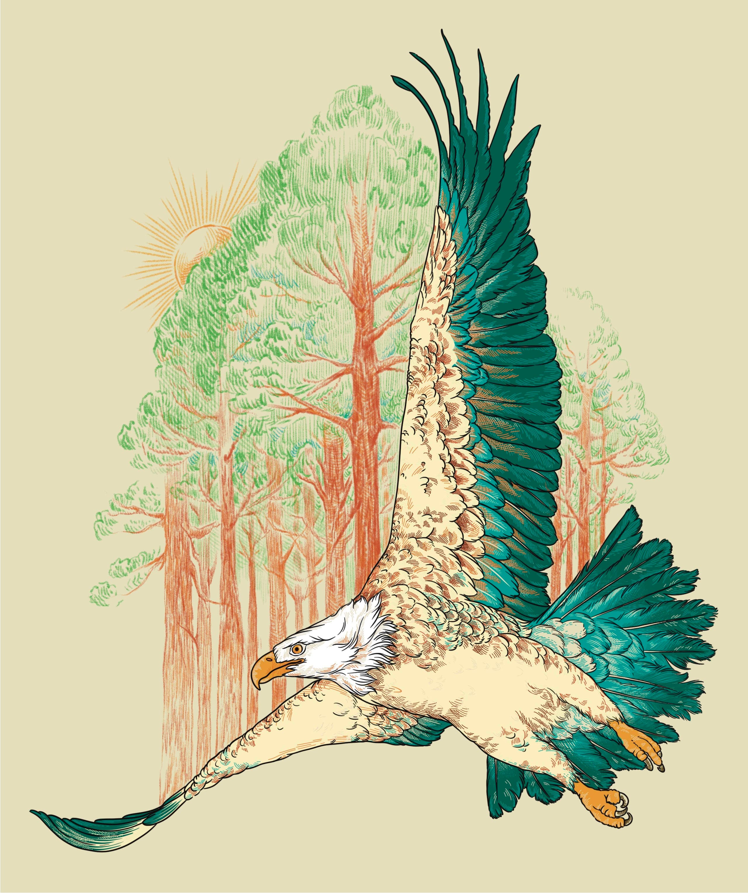 coloured illustration of an eagle soaring above a forest canopy
