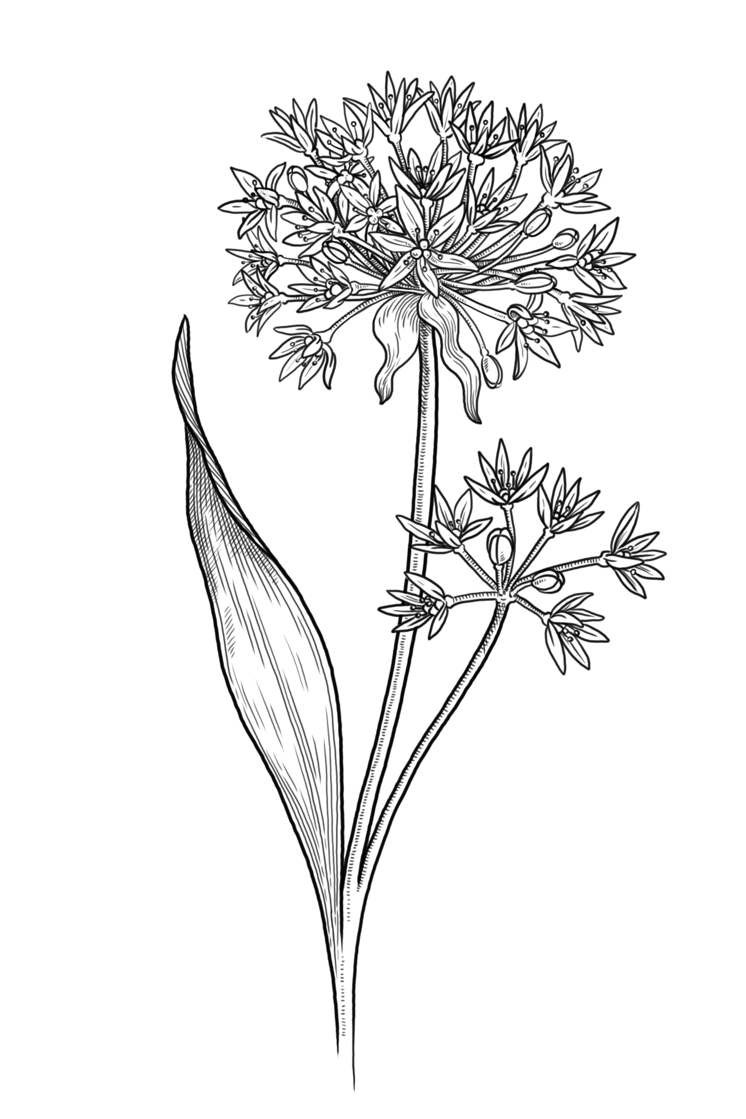 botanical illustration of wild garlic, flowers and leaves