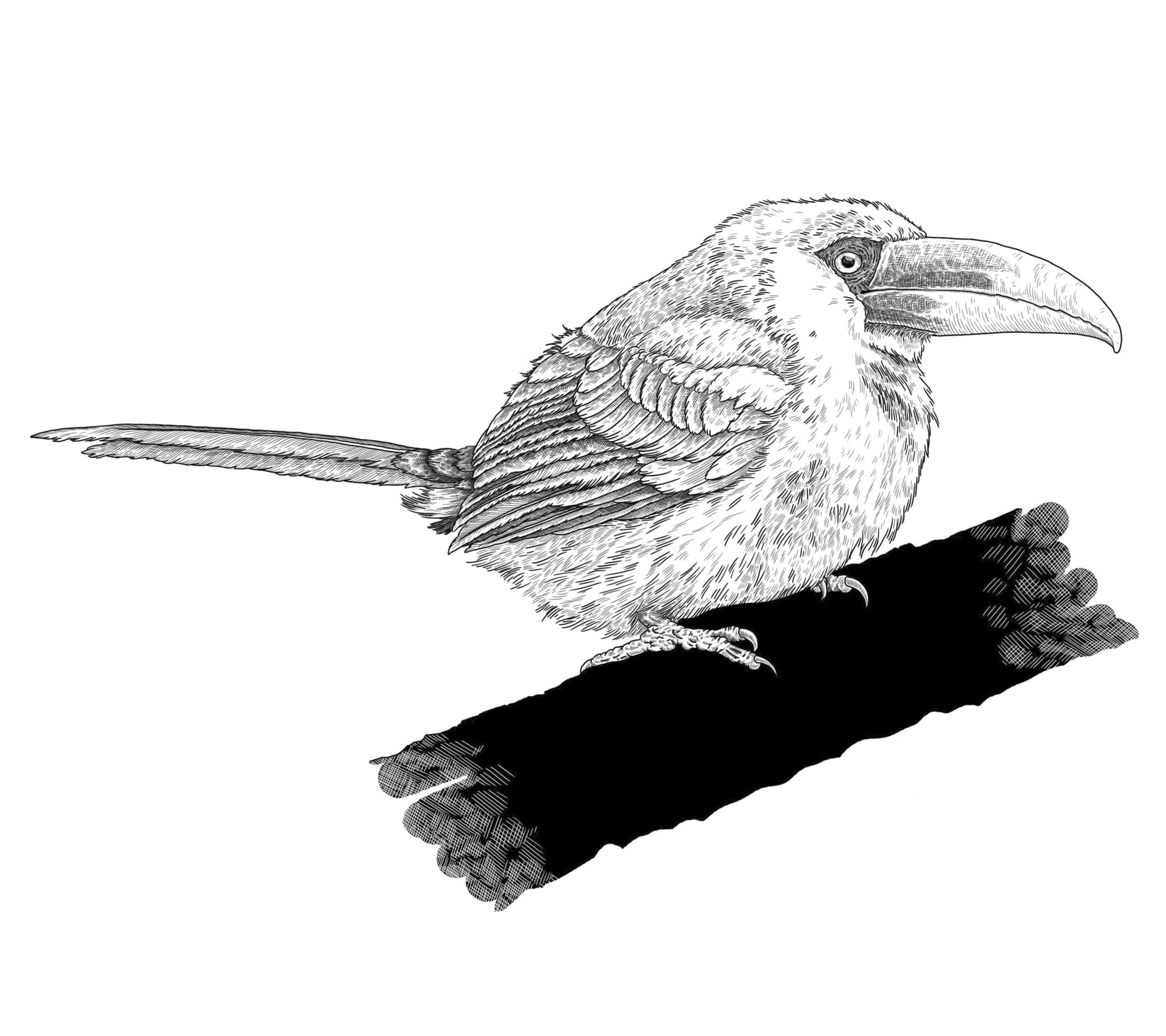 black and white line illustration of an aracari bird on a branch