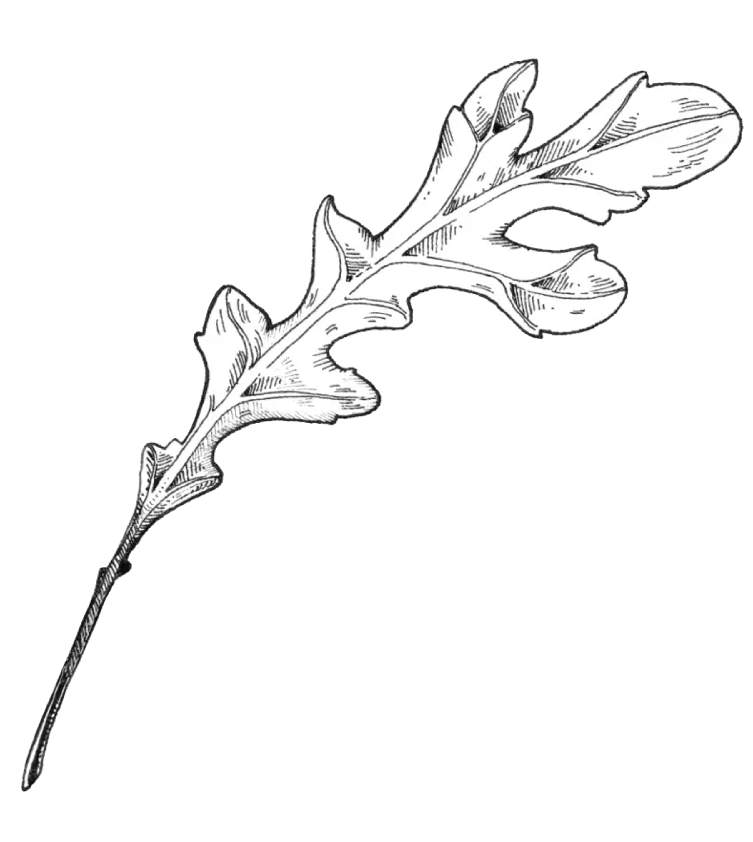 botanical line drawing of a single arugula leaf