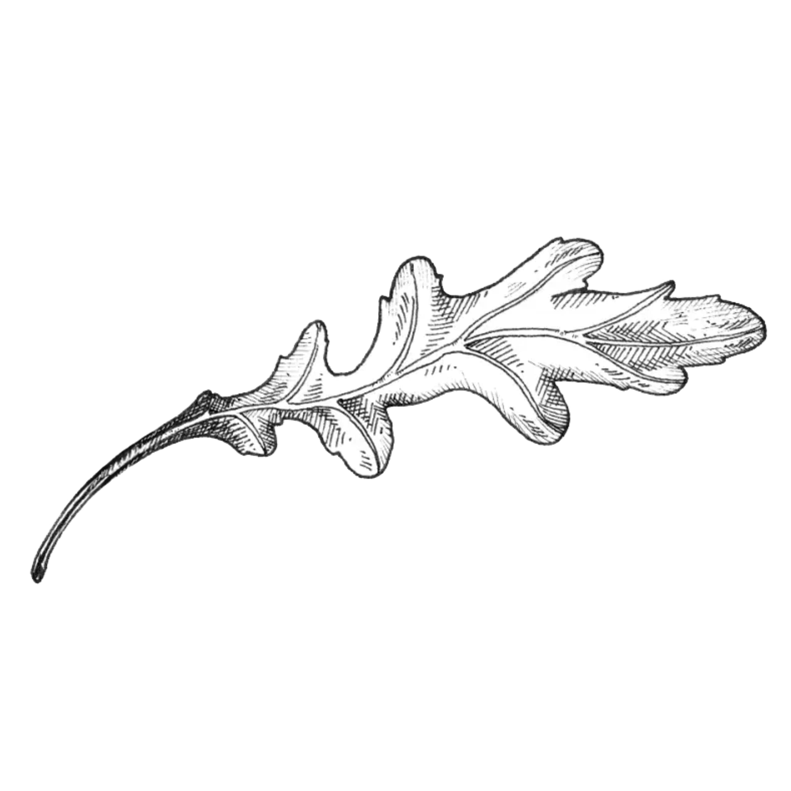 botanical line drawing of an arugula leaf, second study
