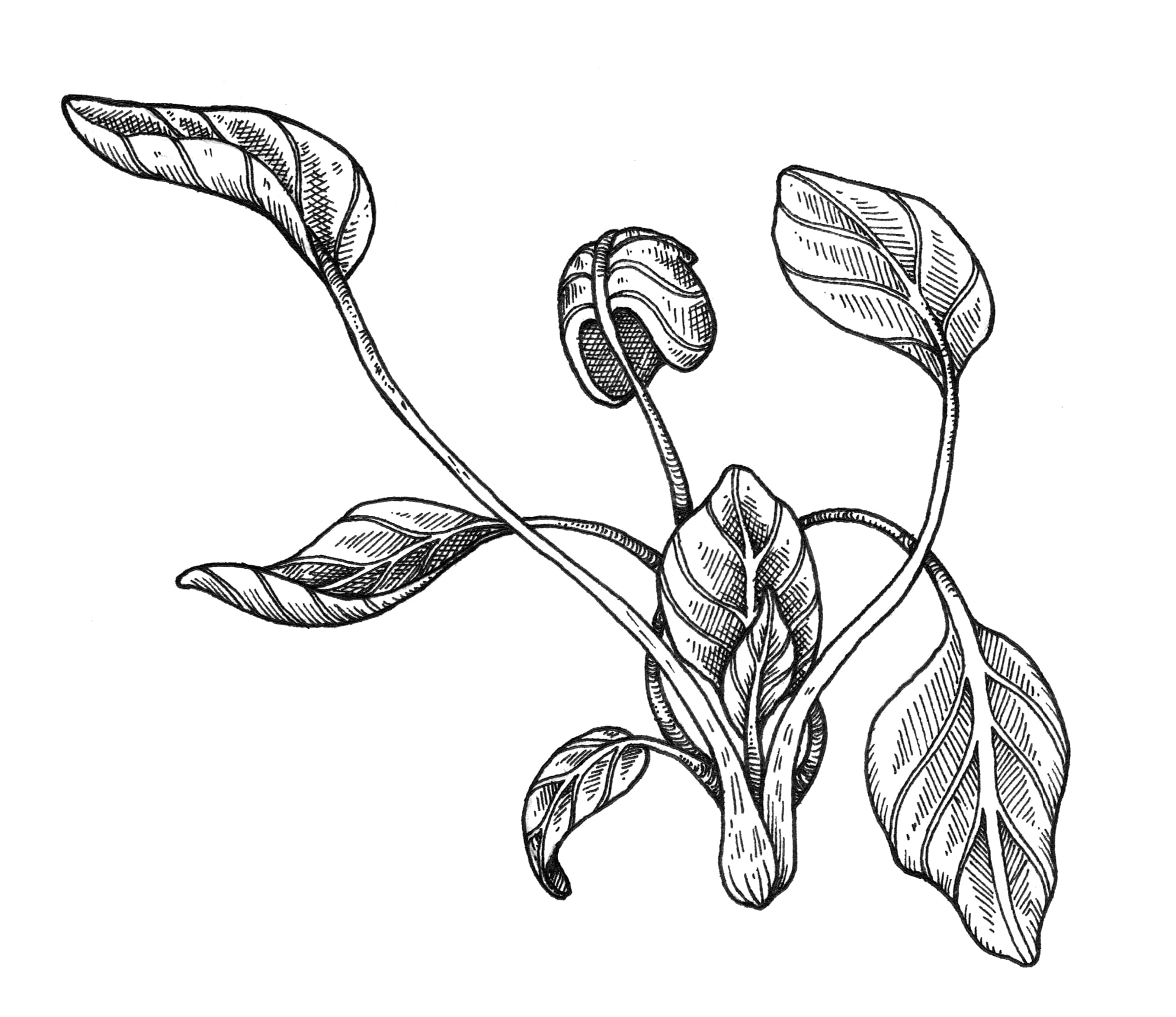 botanical illustration of baby spinach leaves