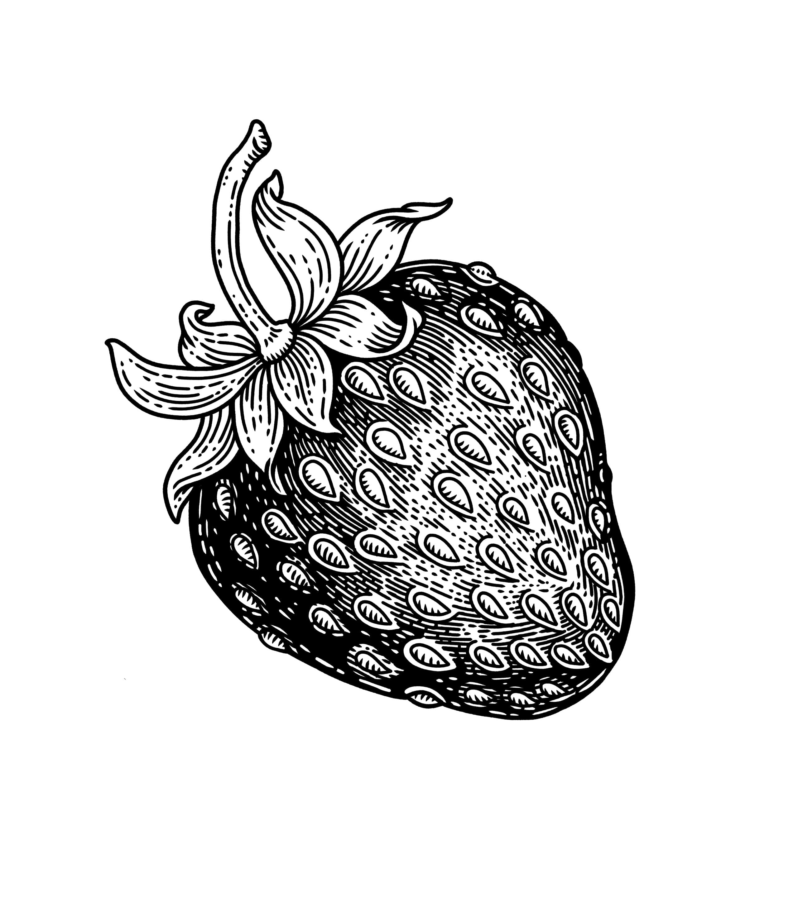 botanical illustration of a single strawberry, clean ground