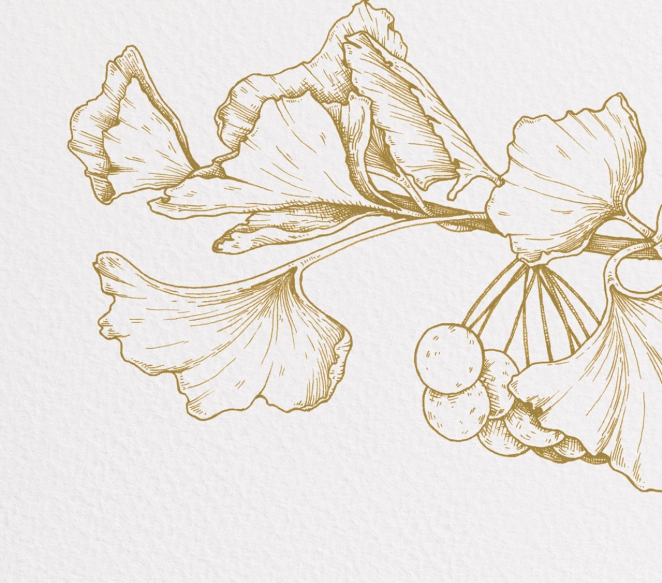 botanical illustration of ginkgo leaves and seed clusters