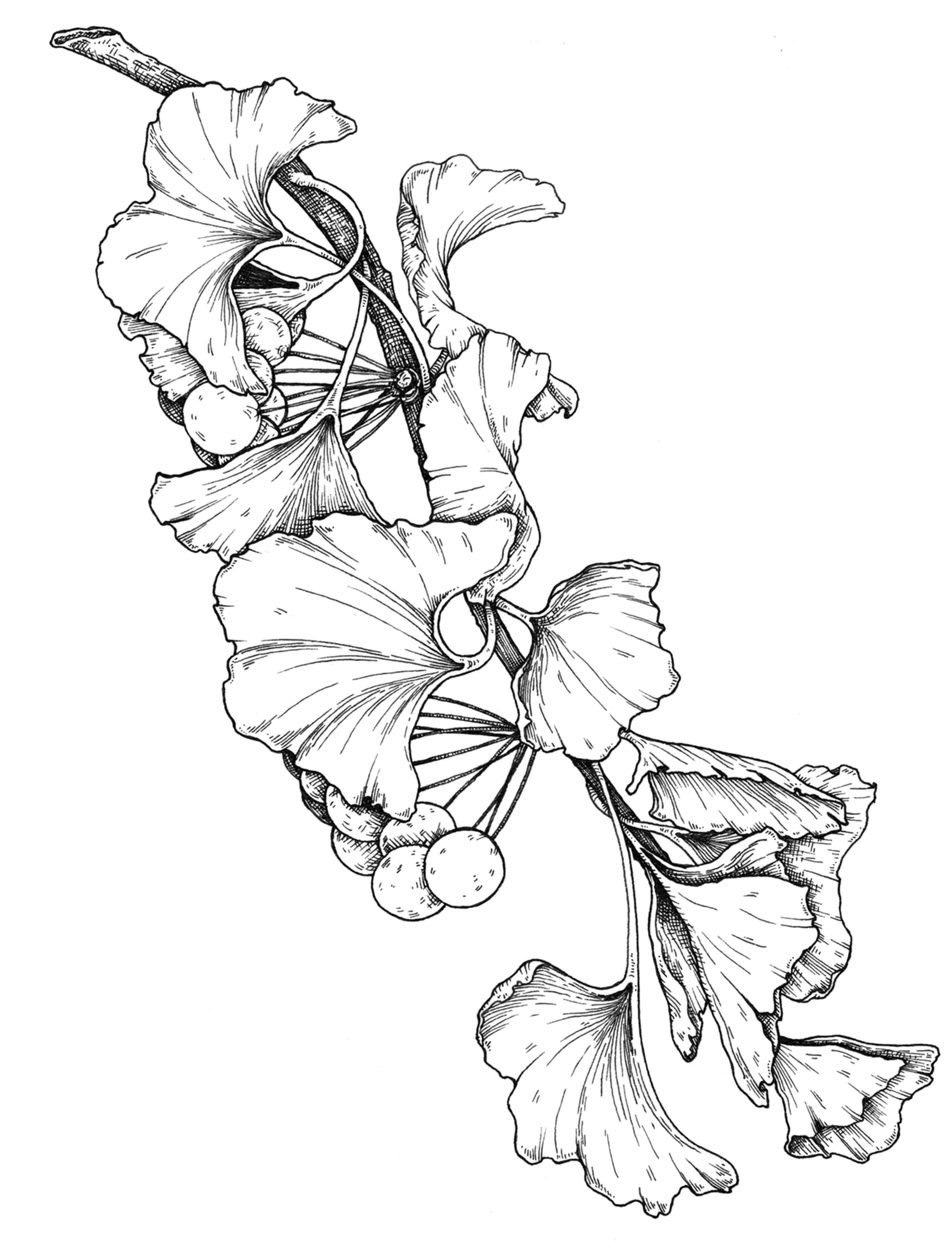 fine line botanical specimen of a ginkgo branch