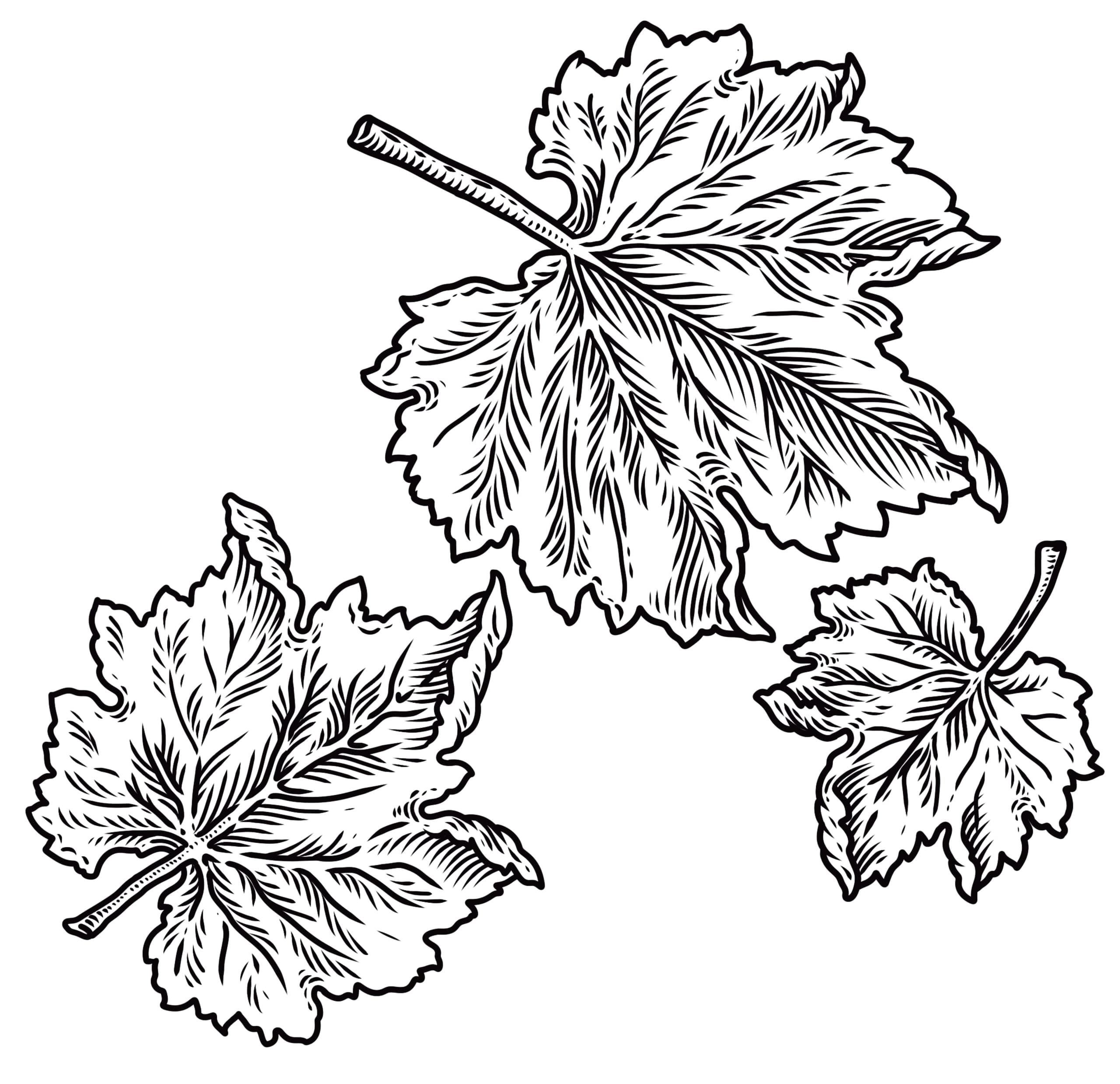 botanical line illustration of grape leaves 