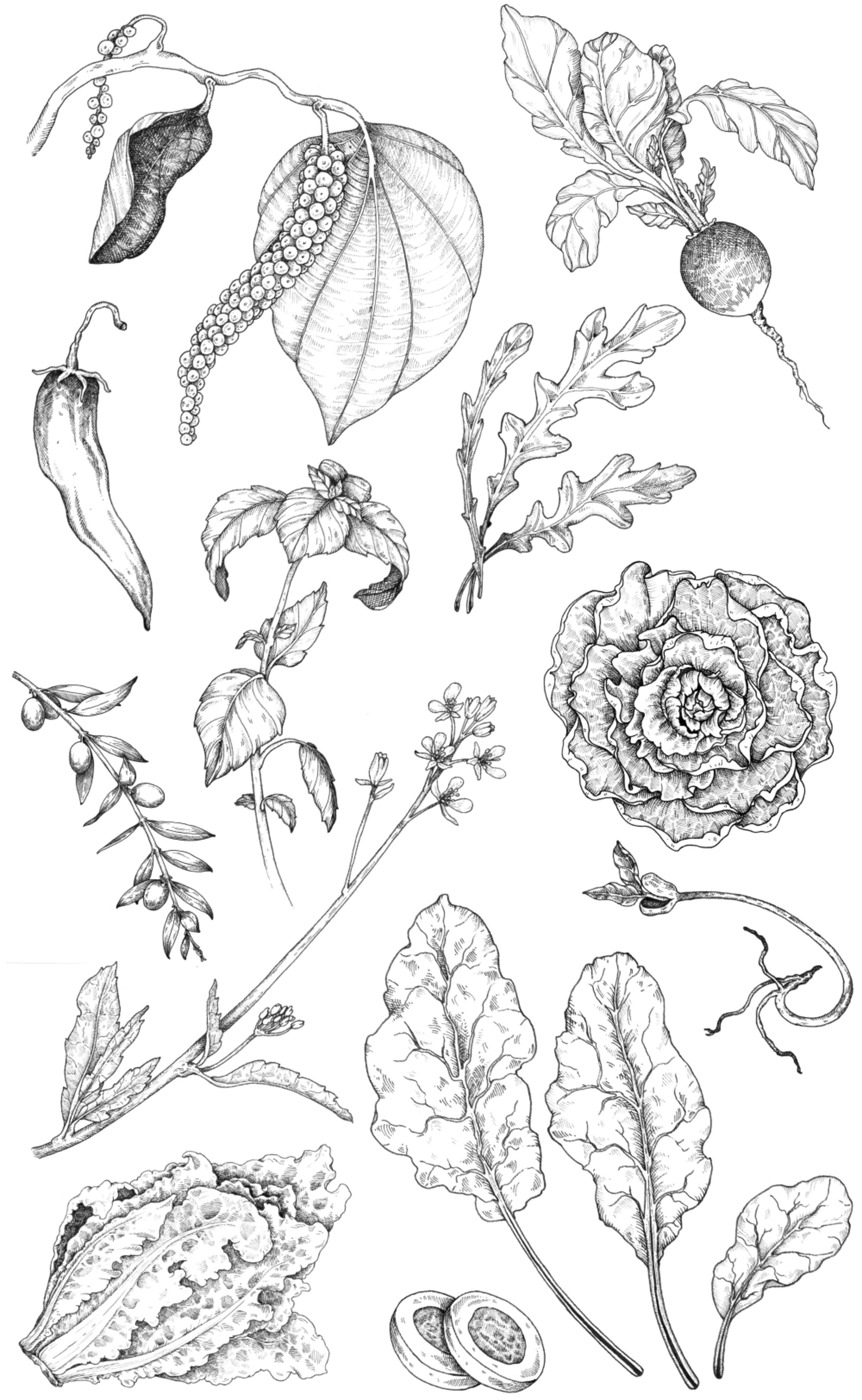 botanical illustration of vegetables and leafy stems