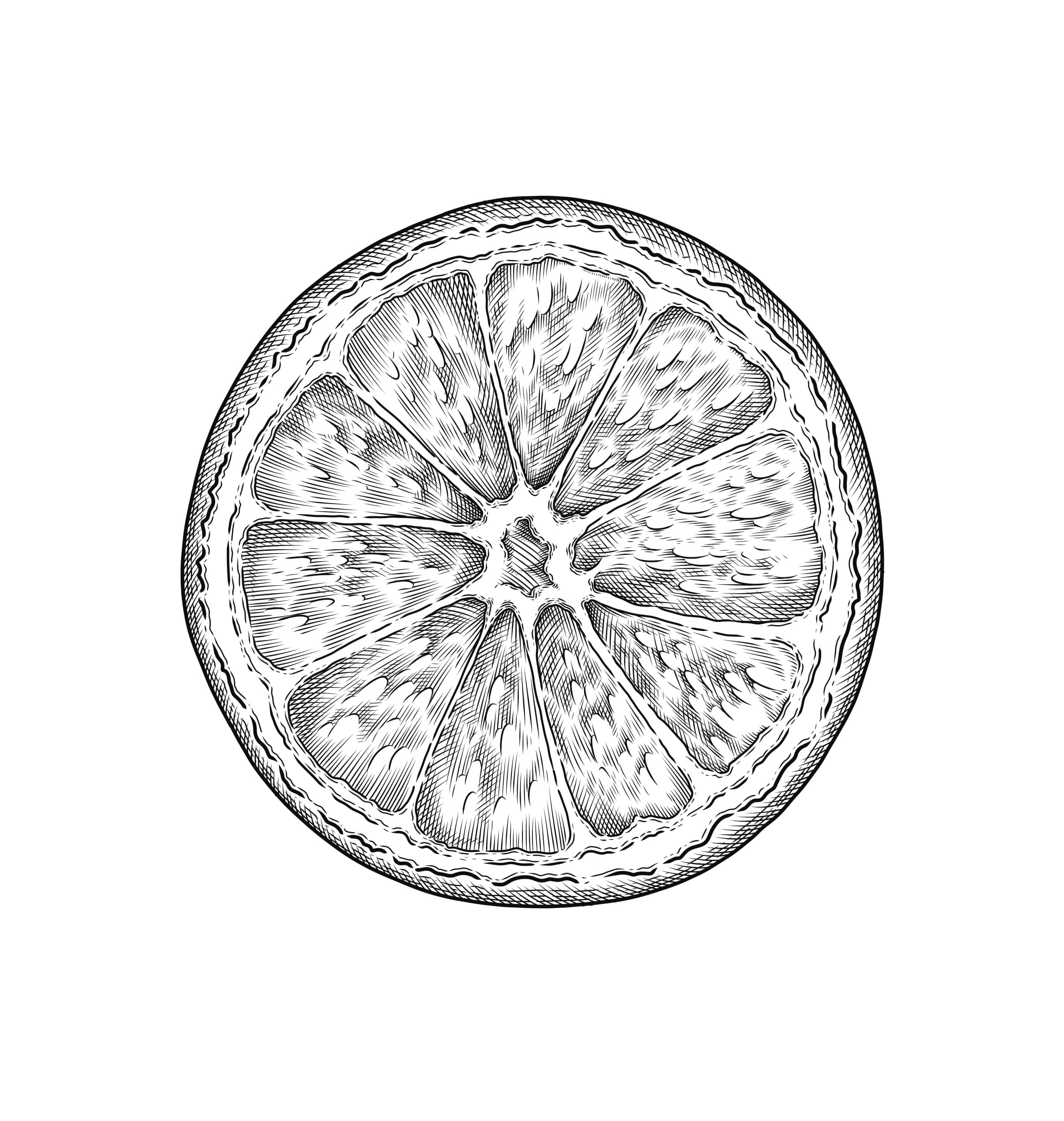 botanical illustration of an orange fruit