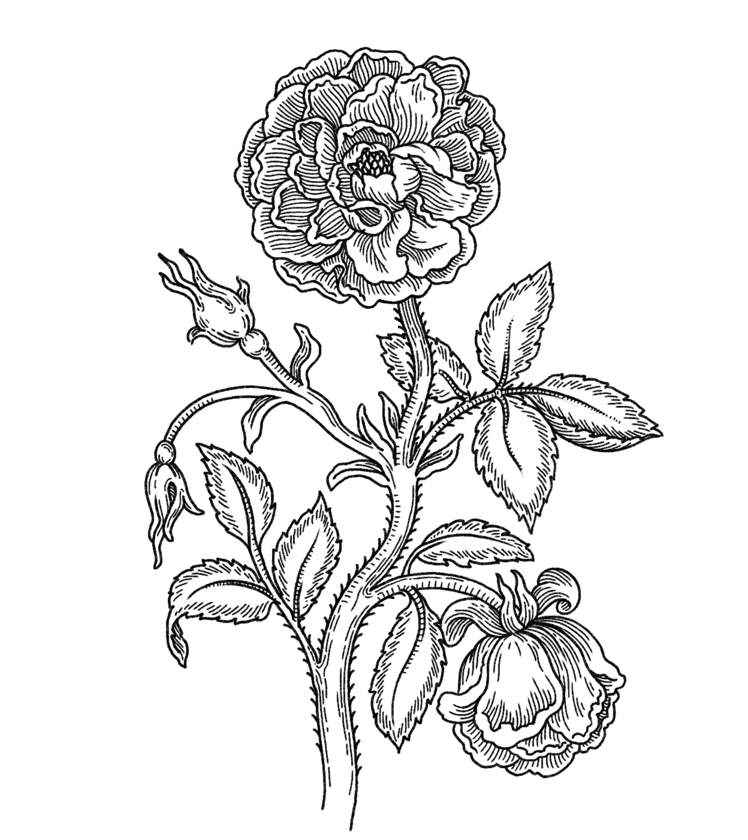 botanical fine line illustration of a single rose