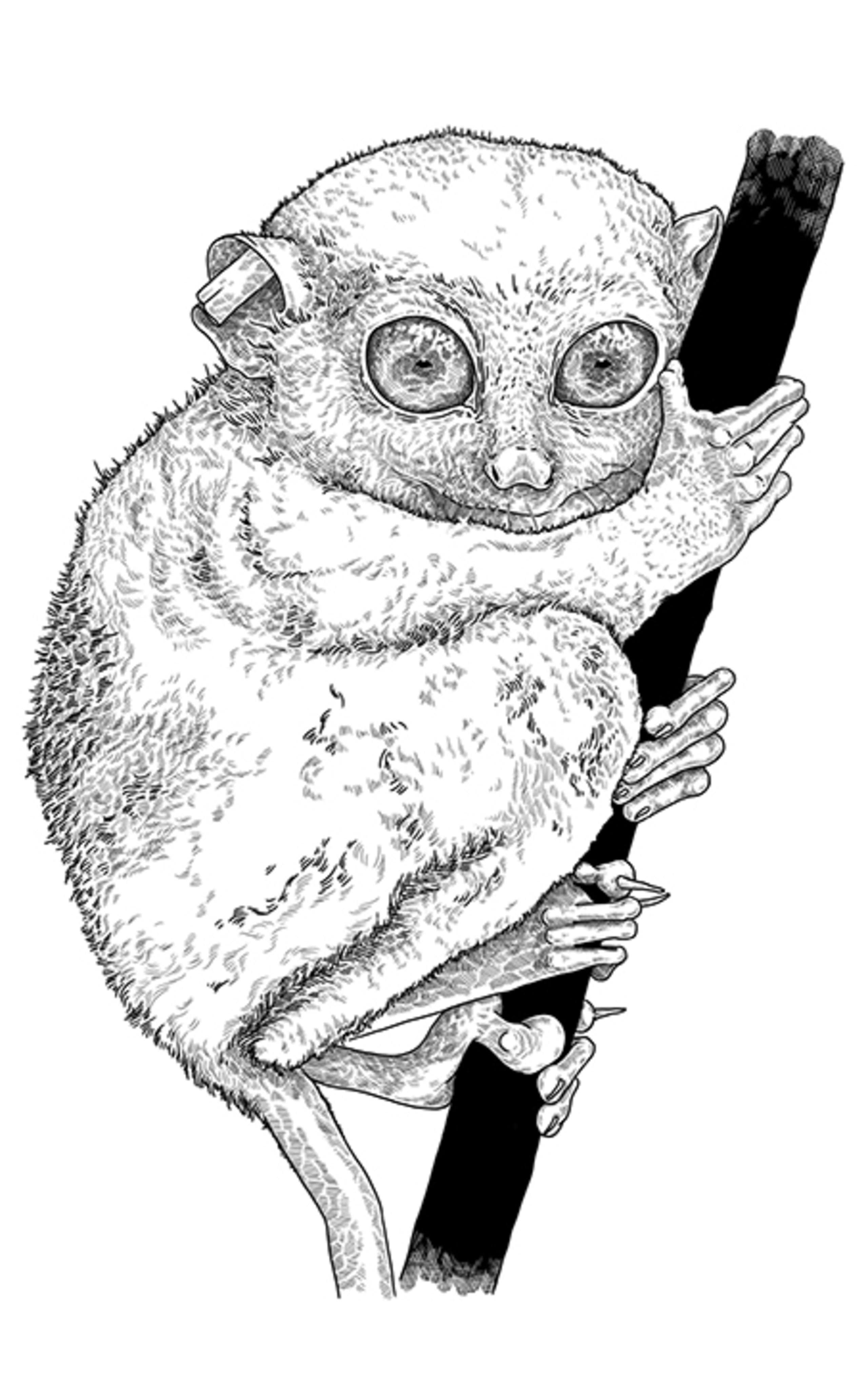 fine line illustration of a tarsier primate