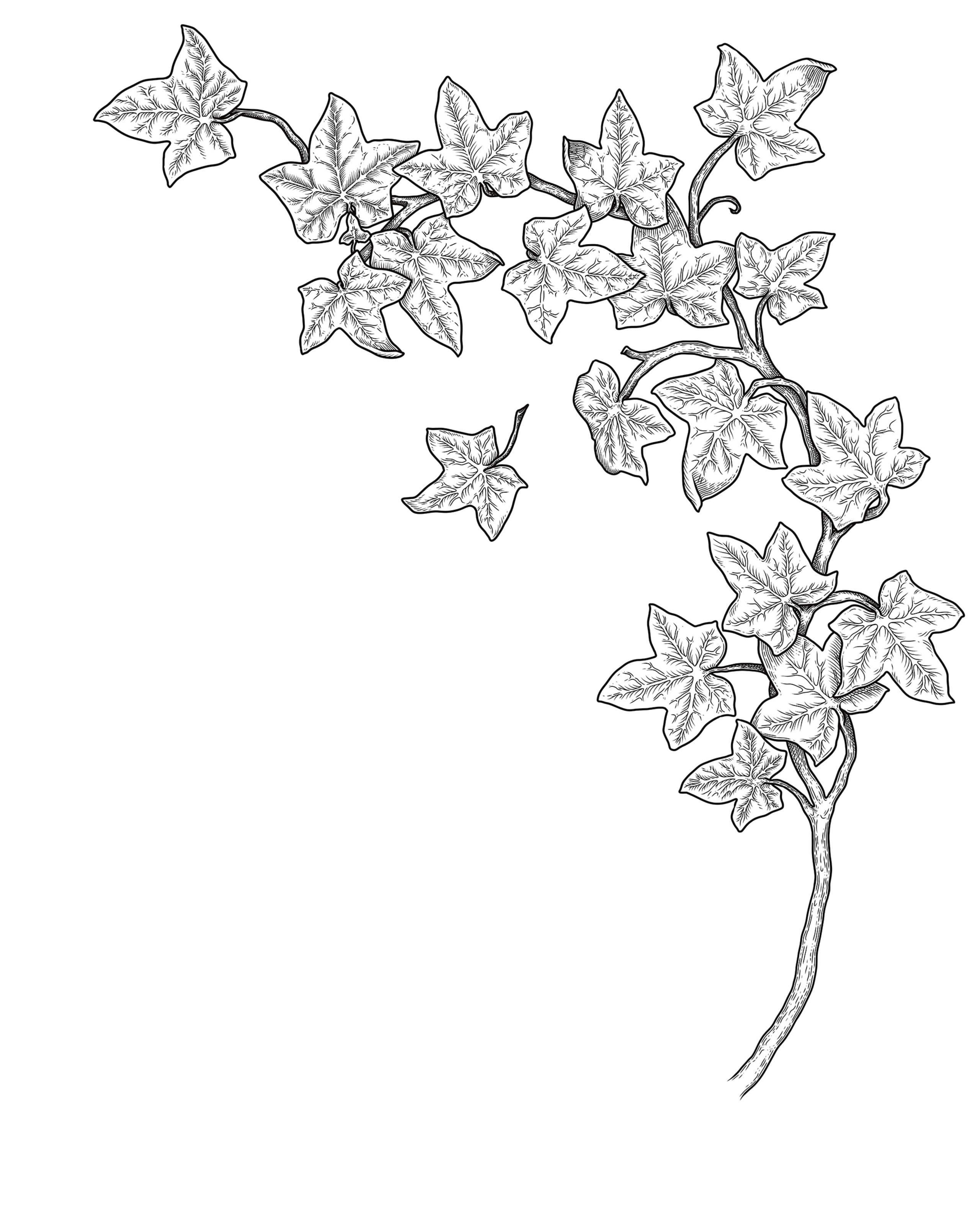 Black ink ivy branch with lobed leaves and crosshatched shading, diagonal on white ground.