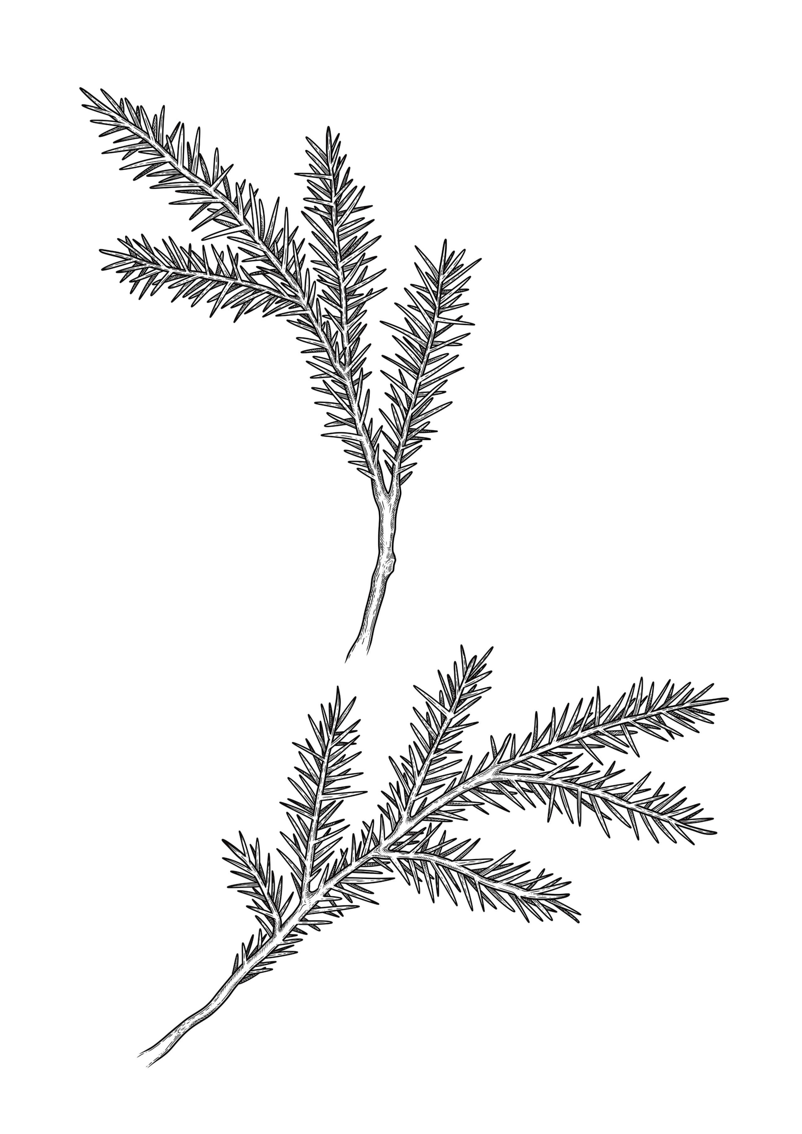 Two black ink pine branches on white — one upright, one horizontal — drawn with dense fine-line needles.