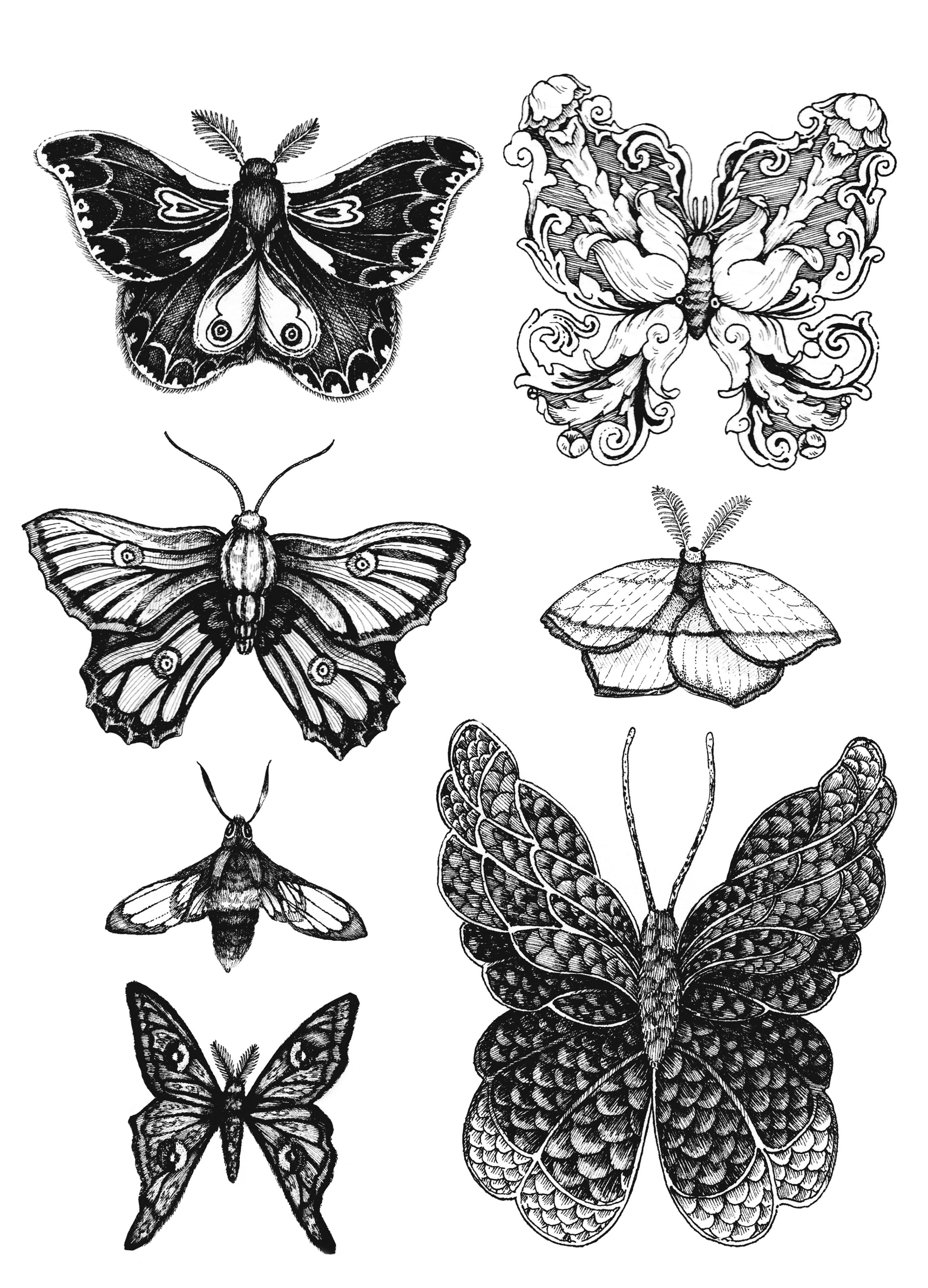 Papillon2 buk00a